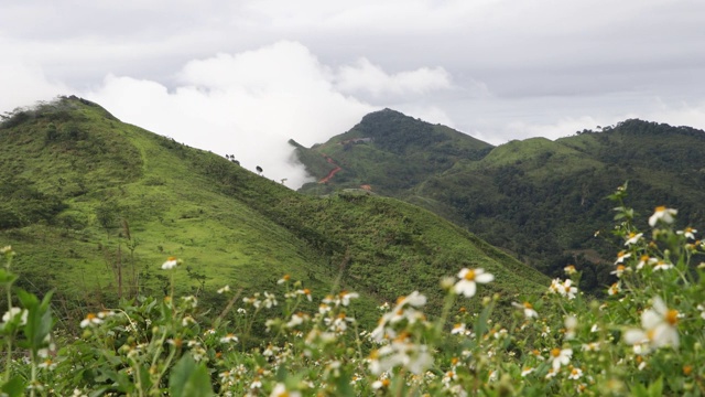 雨季雨后山顶景观森林与雾。森林山在薄雾中视频素材