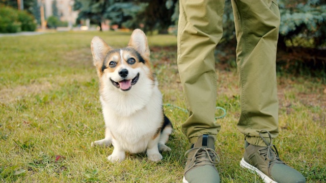 友好听话的威尔士柯基犬坐在主人腿附近的草地上视频素材