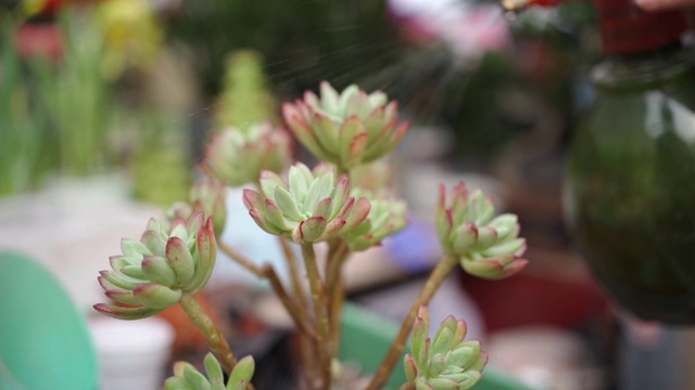 多汁的植物浇水视频素材