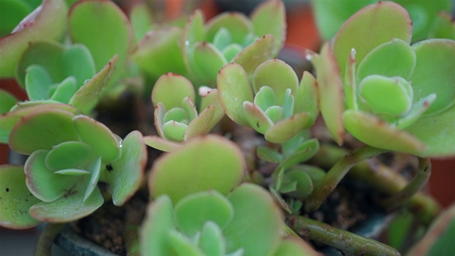 多汁的植物浇水视频素材