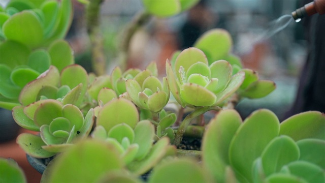 多汁的植物浇水视频素材