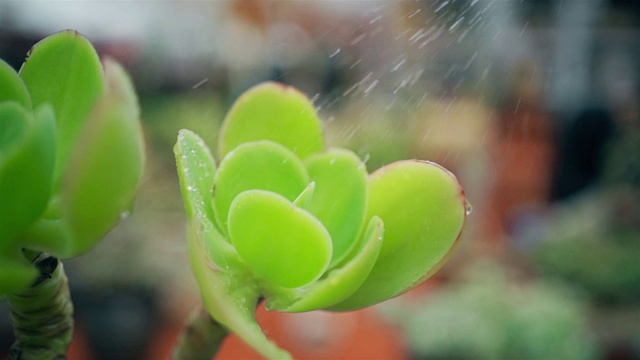 多汁的植物浇水视频素材