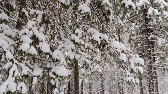 木雪。冬天的风景视频素材