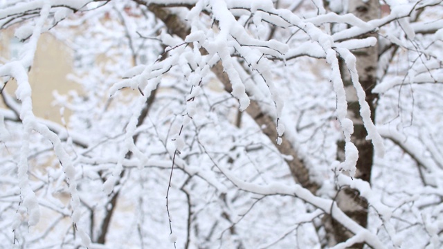 雪下的白桦树的树枝视频素材