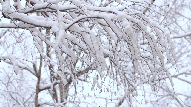 雪下的白桦树的树枝视频素材