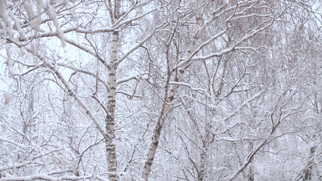 雪花飘落在桦树上视频素材