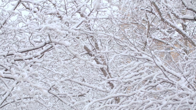 白雪下的桦树全景视频素材