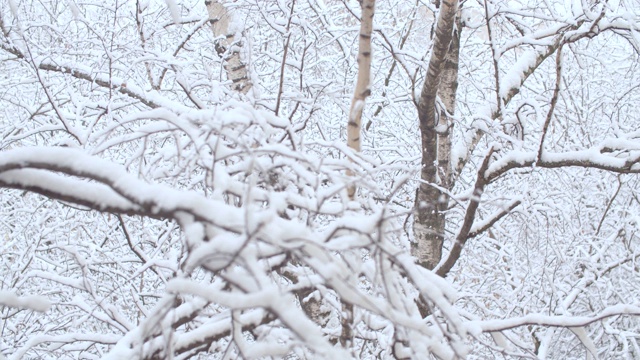 树枝下的雪。降雪视频素材