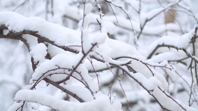 树枝下的雪。降雪视频素材