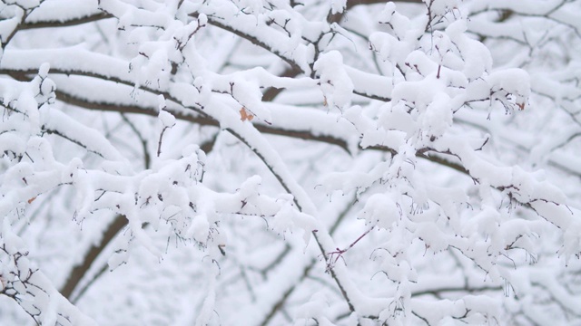 树枝下的雪。降雪视频素材