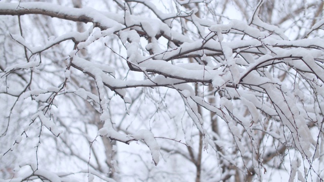 雪下的白桦树的树枝视频素材