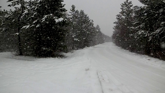 冬季森林。森林里的雪。视频素材