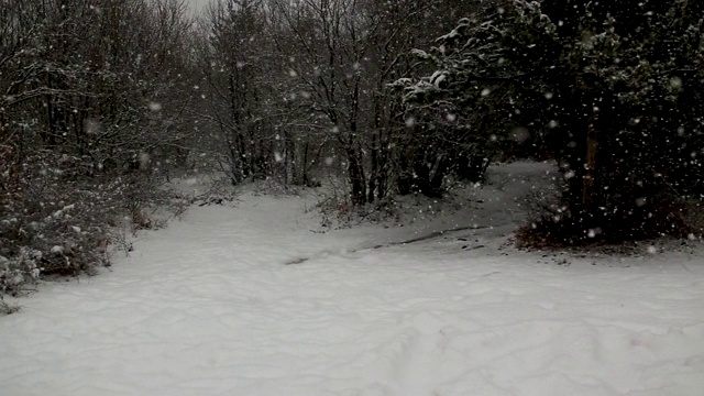 冬季森林。森林里的雪。视频素材