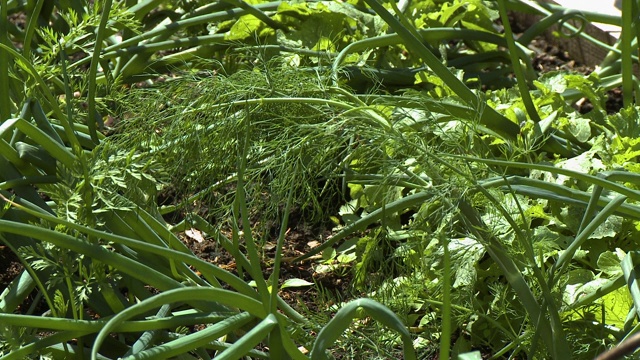 莳萝植物和绿色植物视频素材