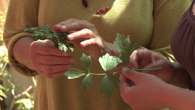 人们拿着欧芹和细叶芹视频素材