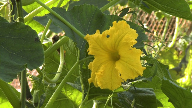 葫芦叶上的黄花视频素材