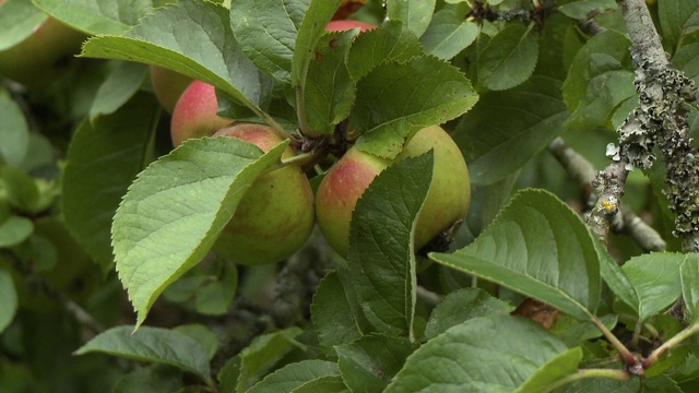 把苹果从树枝上扯下来视频素材