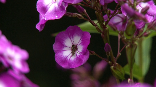 蜜蜂为粉红色花朵授粉视频素材