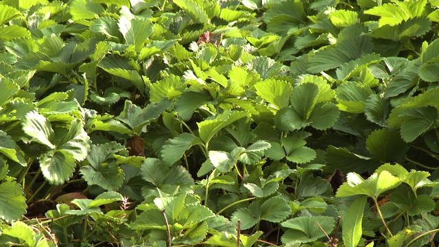 花园里的香草叶子视频素材