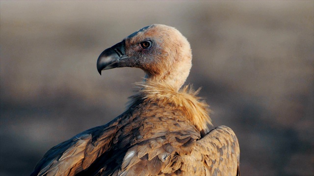 格里芬秃鹫(Gyps fulvus)极端近距离的脸视频素材