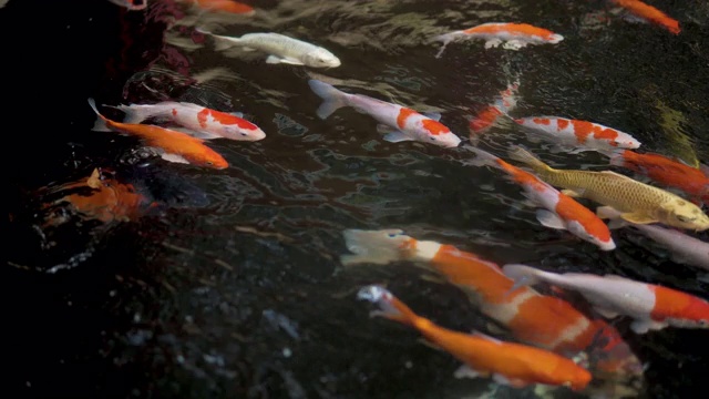 锦鲤或花式鲤鱼在日本池塘游泳。视频素材