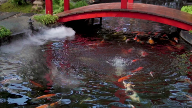 锦鲤或花式鲤鱼在日本池塘游泳。视频素材