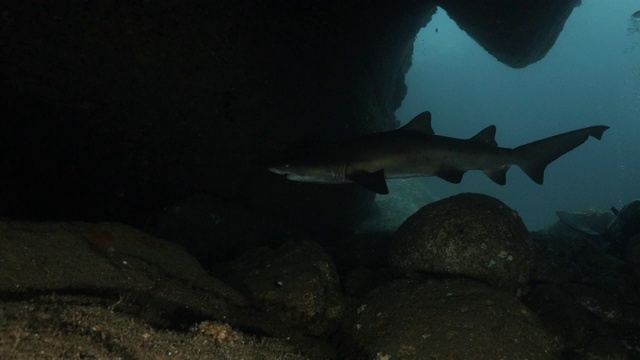 野生沙虎鲨(Carcharias taurus)在黑暗的海底洞穴，日本视频素材