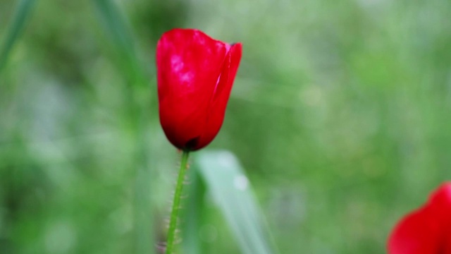 红色罂粟花视频素材