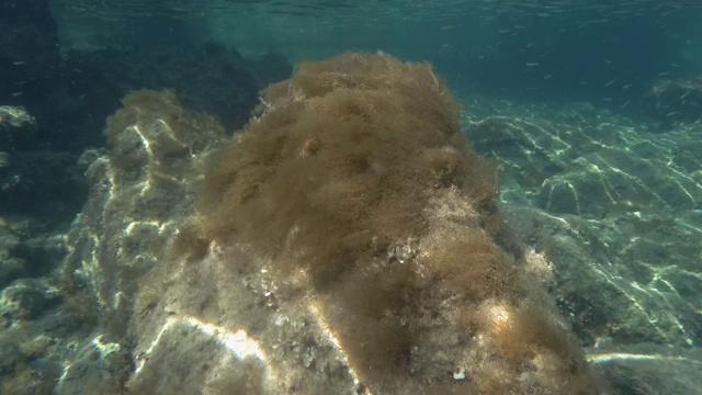 海与褐藻囊藻。水下拍摄视频素材