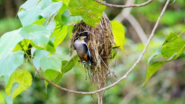 视频高清格式，美丽的银胸阔嘴鸟(月牙Serilophus lunatus)正在喂养它的猎物到它的巢。视频素材