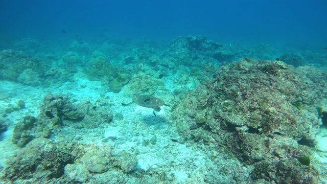 泰国斯密兰岛的海龟视频素材