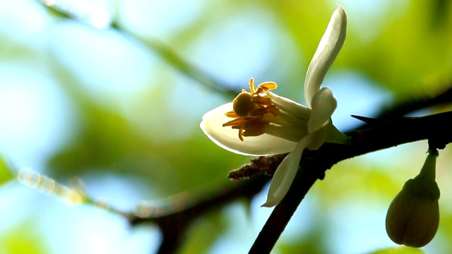 花园里美丽的花视频素材