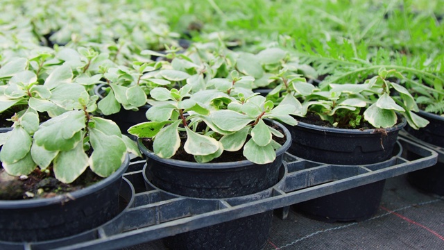 在植物苗圃里的绿色树苗视频素材