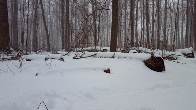 冬季暴风雪期间的森林景观。下雪的天气在美丽的林地与深厚的雪在集团视频素材