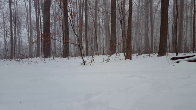 冬季暴风雪期间的森林景观。下雪的天气在美丽的林地与深厚的雪在集团视频素材