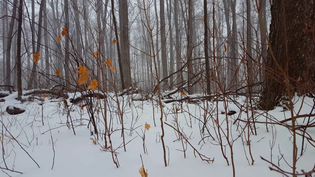 低角度的森林地板在冬季雪。林地下雪时低水平角度。视频素材