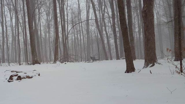 森林雪灾中的自然公园长椅。冬季无人居住。暴风雪期间森林里空荡荡的公共长椅。视频素材