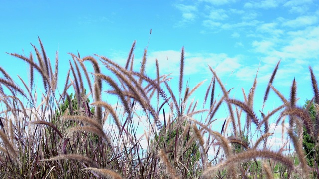 4K低角度的美丽的草花随风摇曳。夏日里，风吹着绿叶和花朵，阳光掠过思绪。自然环境，宁静的春夏理念视频素材