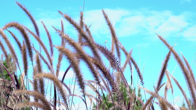 草花随风摇曳视频素材