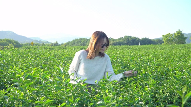 4k年轻美丽快乐的亚洲女人走过茶园农田在夏天的一天。悠闲的女人在花园里散步，抚摸着茶树的叶子。有自然观念的女人。视频素材