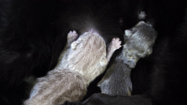 刚出生的小猫与母亲睡觉和哺乳-奶头战斗视频素材