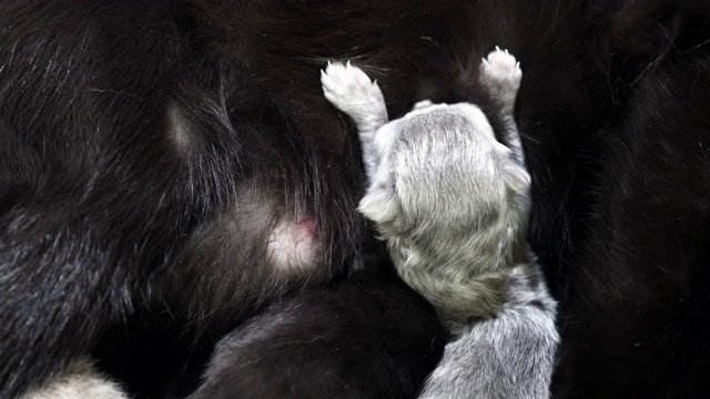 刚出生的小猫与母亲睡觉和哺乳-奶头战斗视频素材