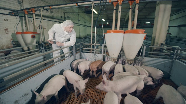 农场工人正在看小猪喂食视频素材