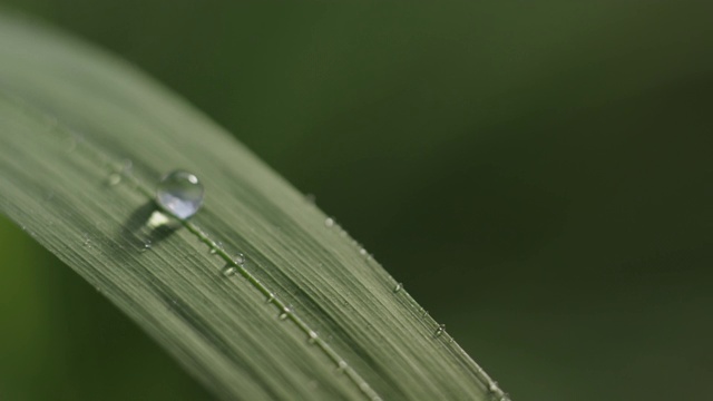 滴水视频素材