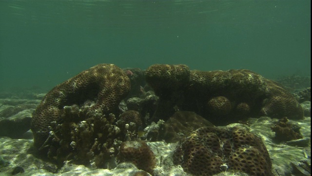 海底的海洋生物上闪烁着微光。视频素材