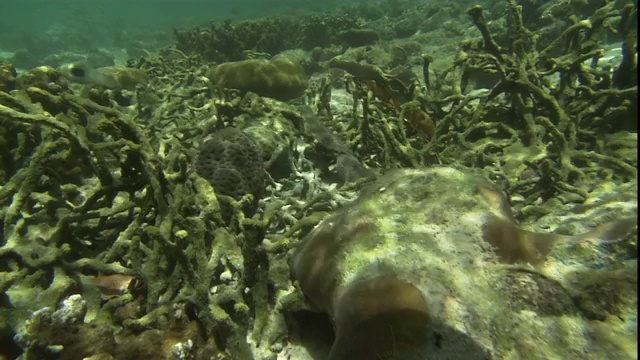 阳光在海底的珊瑚和岩石上泛起涟漪。视频素材