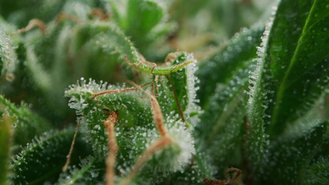 慢动作宏生态和生物大麻植物用于草药替代药物和cbd油生产。视频素材