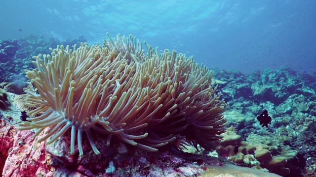 华丽海葵中的小丑鱼(Amphiprion ephippium)视频素材