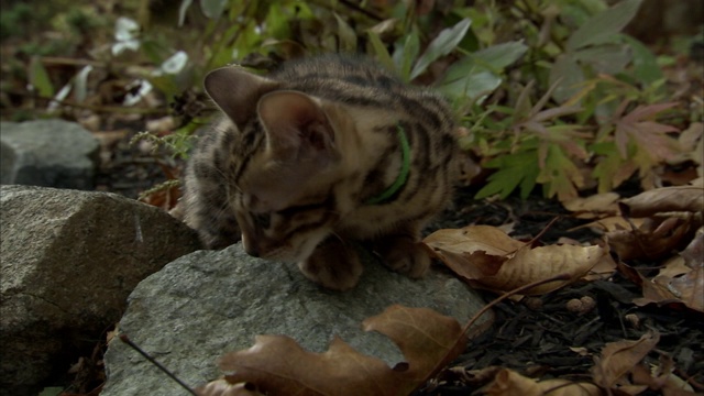 一只孟加拉小猫在一个树叶散落的院子里四处张望。视频素材