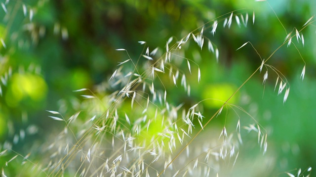 植物和风力视频素材